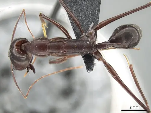Odontomachus imperator specimen CASENT0650188 image casent0650188_1