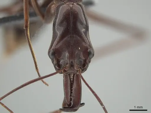 Odontomachus imperator specimen CASENT0650188 image casent0650188_2