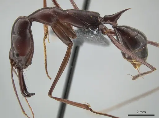 Odontomachus imperator specimen CASENT0650188 image casent0650188_3