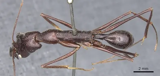 Odontomachus imperator specimen CASENT0903996 image casent0903996_1