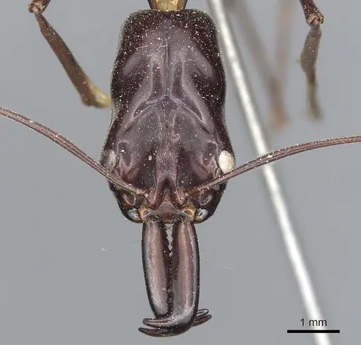 Odontomachus imperator specimen CASENT0903996 image casent0903996_2
