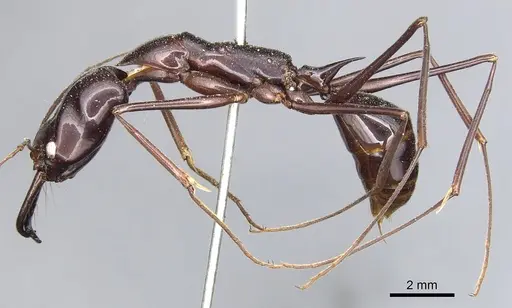 Odontomachus imperator specimen CASENT0903996 image casent0903996_3