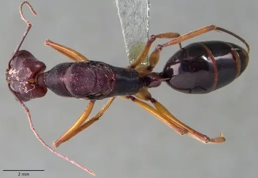 Odontomachus infandus specimen ANTWEB1060139 image antweb1060139_1