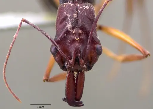 Odontomachus infandus specimen ANTWEB1060139 image antweb1060139_2
