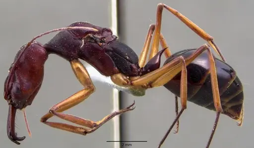Odontomachus infandus specimen ANTWEB1060139 image antweb1060139_3