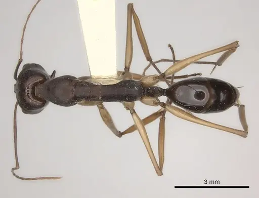 Odontomachus infandus specimen CASENT0217540 image casent0217540_1