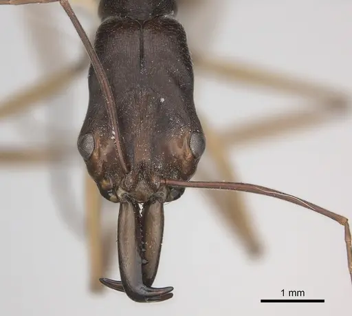 Odontomachus infandus specimen CASENT0217540 image casent0217540_2