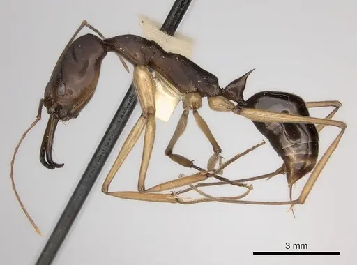 Odontomachus infandus specimen CASENT0217540 image casent0217540_3