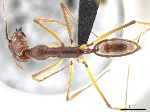 Odontomachus infandus specimen CASENT0650353 image casent0650353_1