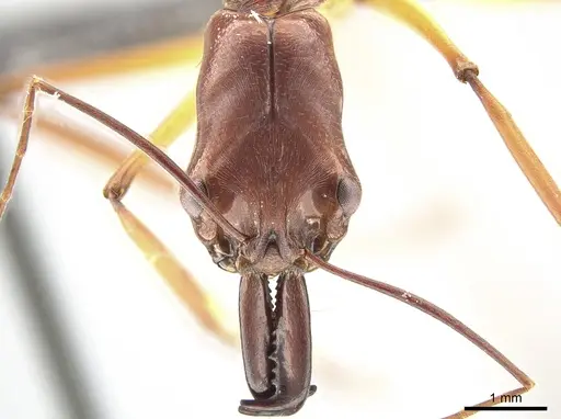 Odontomachus infandus specimen CASENT0650353 image casent0650353_2
