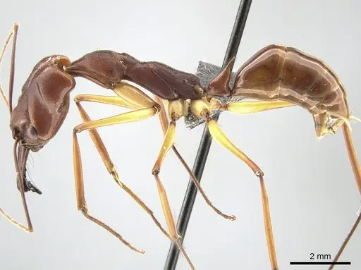 Odontomachus infandus specimen CASENT0650353 image casent0650353_3
