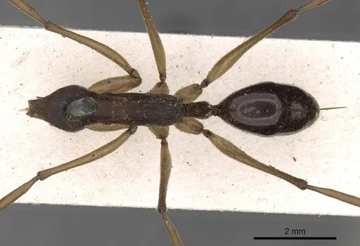 Odontomachus infandus specimen CASENT0900652 image casent0900652_1