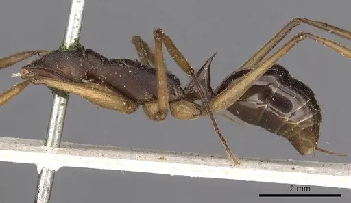 Odontomachus infandus specimen CASENT0900652 image casent0900652_2