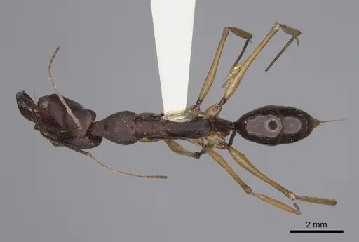 Odontomachus infandus specimen CASENT0923414 image casent0923414_1