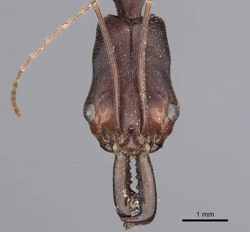 Odontomachus infandus specimen CASENT0923414 image casent0923414_2