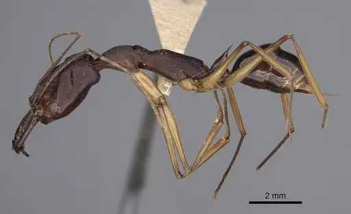 Odontomachus infandus specimen CASENT0923414 image casent0923414_3