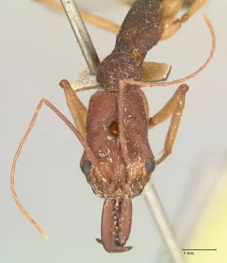 Odontomachus infandus specimen FOCOL1062 image focol1062_2