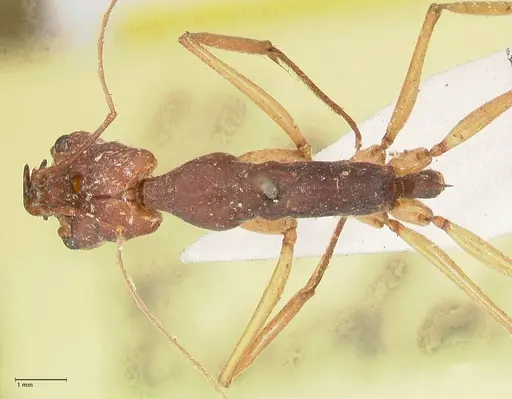 Odontomachus infandus specimen FOCOL1063 image focol1063_1
