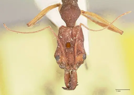 Odontomachus infandus specimen FOCOL1063 image focol1063_2