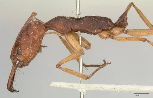 Odontomachus infandus specimen FOCOL1063 image focol1063_3