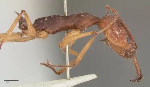 Odontomachus infandus specimen FOCOL1063 image focol1063_4