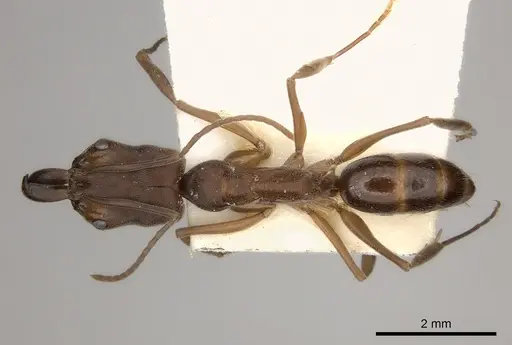 Odontomachus insularis specimen CASENT0217541 image casent0217541_1