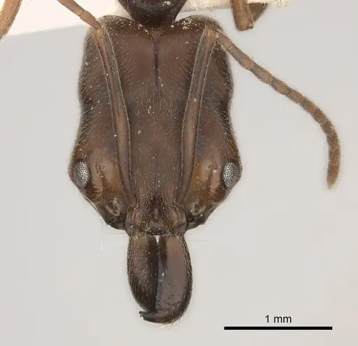 Odontomachus insularis specimen CASENT0217541 image casent0217541_2