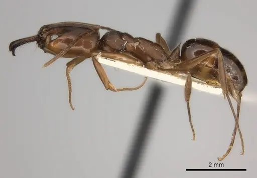 Odontomachus insularis specimen CASENT0217541 image casent0217541_3