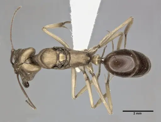 Odontomachus insularis specimen CASENT0246015 image casent0246015_1