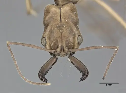 Odontomachus insularis specimen CASENT0246015 image casent0246015_2