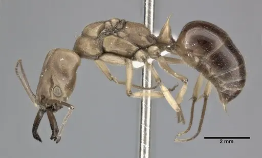 Odontomachus insularis specimen CASENT0246015 image casent0246015_3