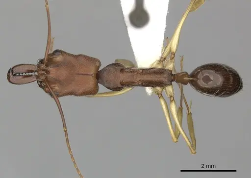 Odontomachus insularis specimen CASENT0270607 image casent0270607_1