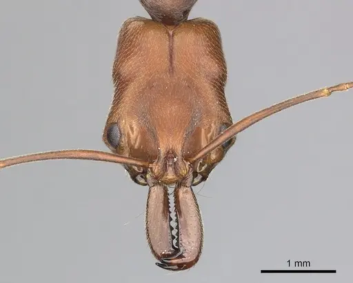 Odontomachus insularis specimen CASENT0270607 image casent0270607_2