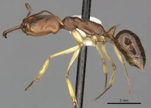 Odontomachus insularis specimen CASENT0270607 image casent0270607_3