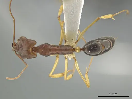 Odontomachus insularis specimen CASENT0633933 image casent0633933_1