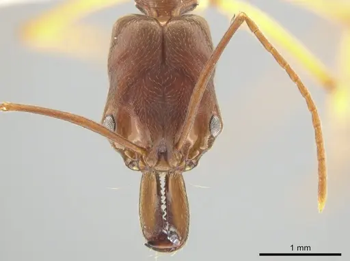 Odontomachus insularis specimen CASENT0633933 image casent0633933_2