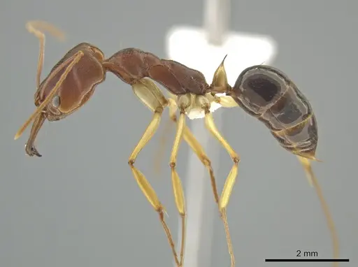 Odontomachus insularis specimen CASENT0633933 image casent0633933_3