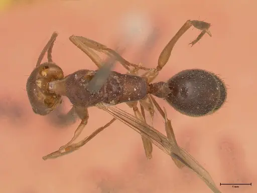 Odontomachus insularis specimen FOCOL0683 image focol0683_1