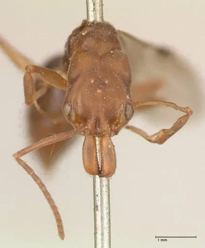 Odontomachus insularis specimen FOCOL0683 image focol0683_2