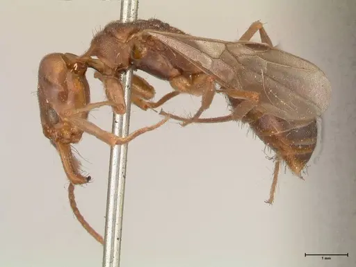 Odontomachus insularis specimen FOCOL0683 image focol0683_3