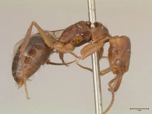 Odontomachus insularis specimen FOCOL0683 image focol0683_4