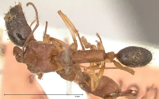 Odontomachus insularis specimen FOCOL0684-1 image focol0684-1_1