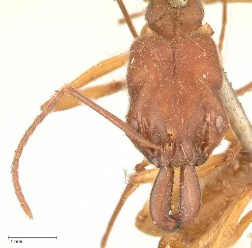 Odontomachus insularis specimen FOCOL0684-1 image focol0684-1_2