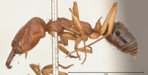 Odontomachus insularis specimen FOCOL0684-1 image focol0684-1_3