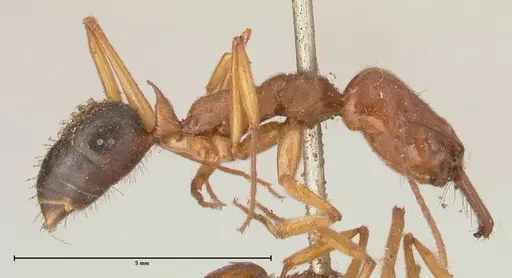 Odontomachus insularis specimen FOCOL0684-1 image focol0684-1_4