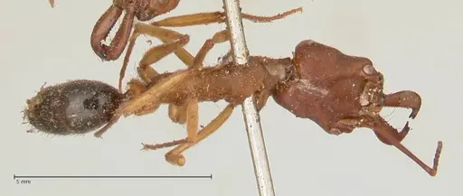 Odontomachus insularis specimen FOCOL0684-2 image focol0684-2_1
