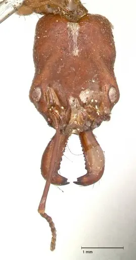 Odontomachus insularis specimen FOCOL0684-2 image focol0684-2_2