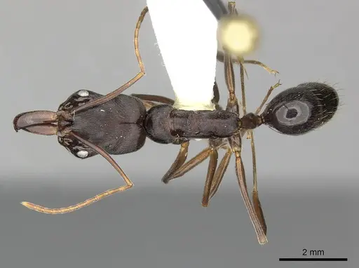 Odontomachus laticeps specimen CASENT0270608 image casent0270608_1
