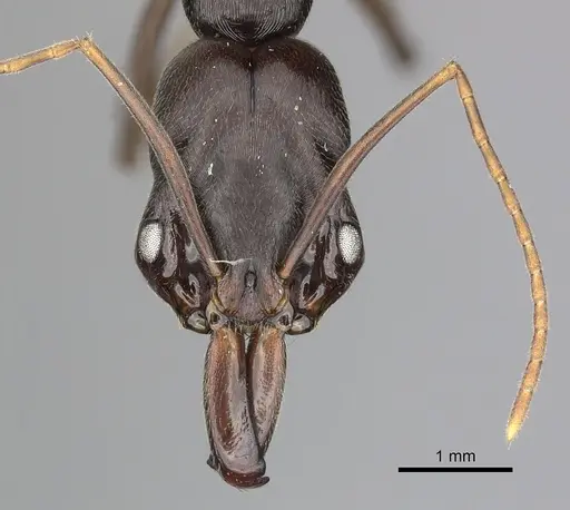 Odontomachus laticeps specimen CASENT0270608 image casent0270608_2