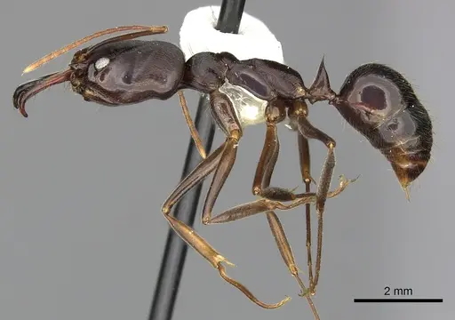 Odontomachus laticeps specimen CASENT0270608 image casent0270608_3